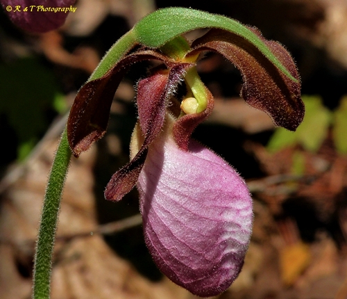 {Cypripedium acaule}
